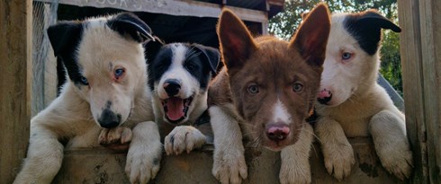 Beitohuskytours Puppies Playing